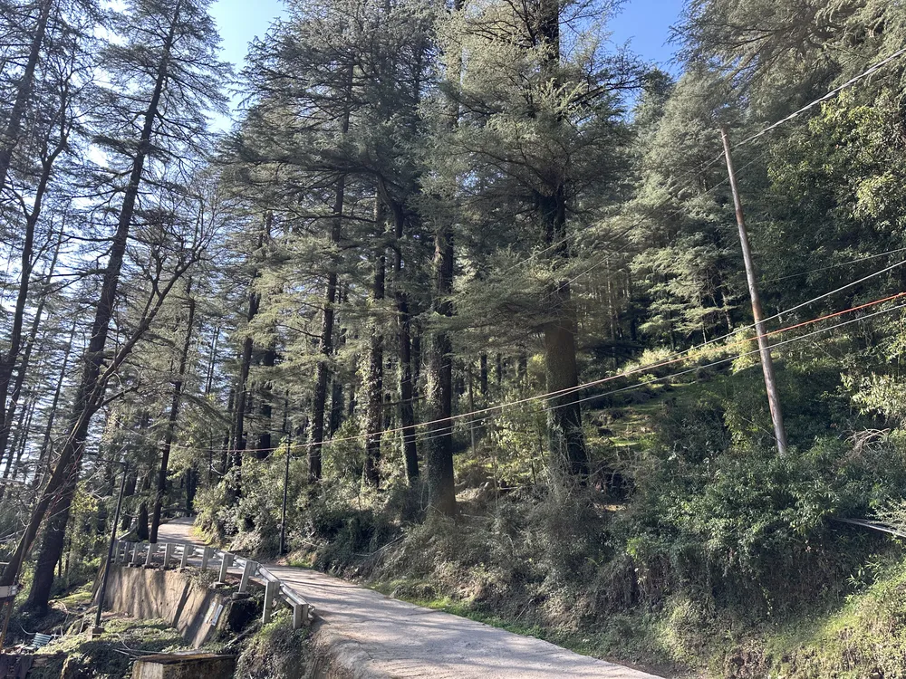 Cedar forest lane